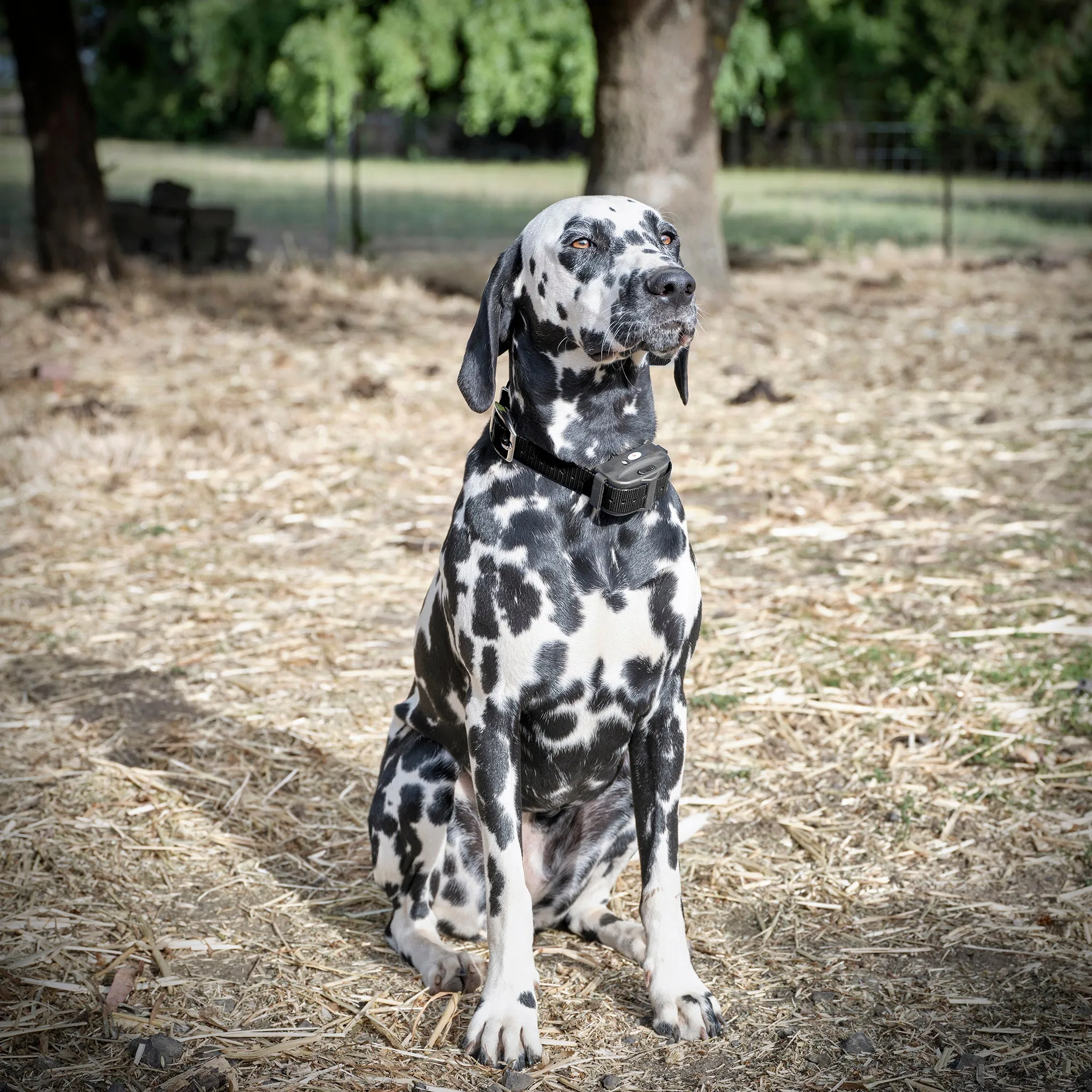 Deluxe Electric Dog Fence Waterproof, Rechargeable up to 3 Shock Collar Options - Heavy Duty Wire