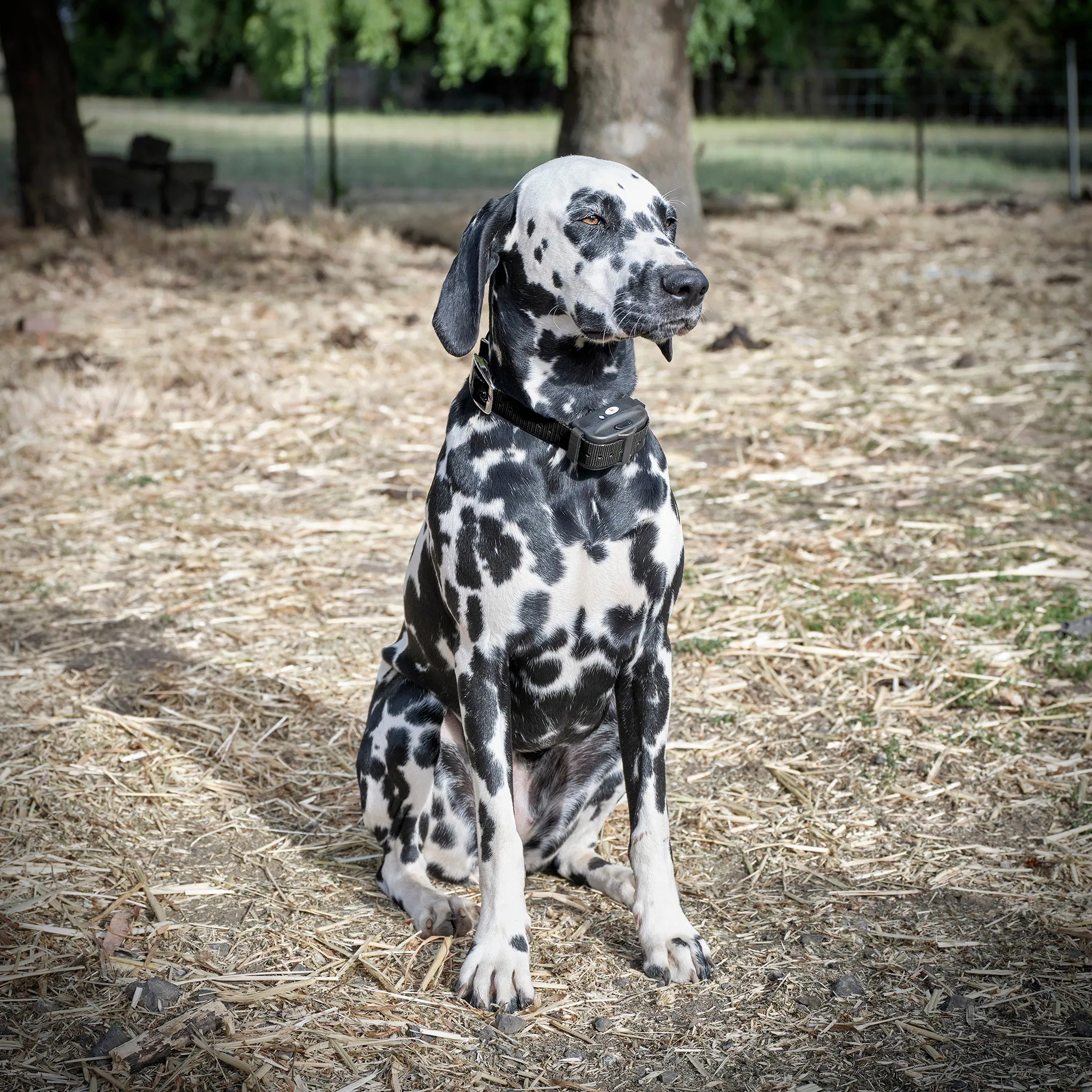 Deluxe Electric Dog Fence Waterproof, Rechargeable up to 3 Shock Collar Options - Heavy Duty Wire