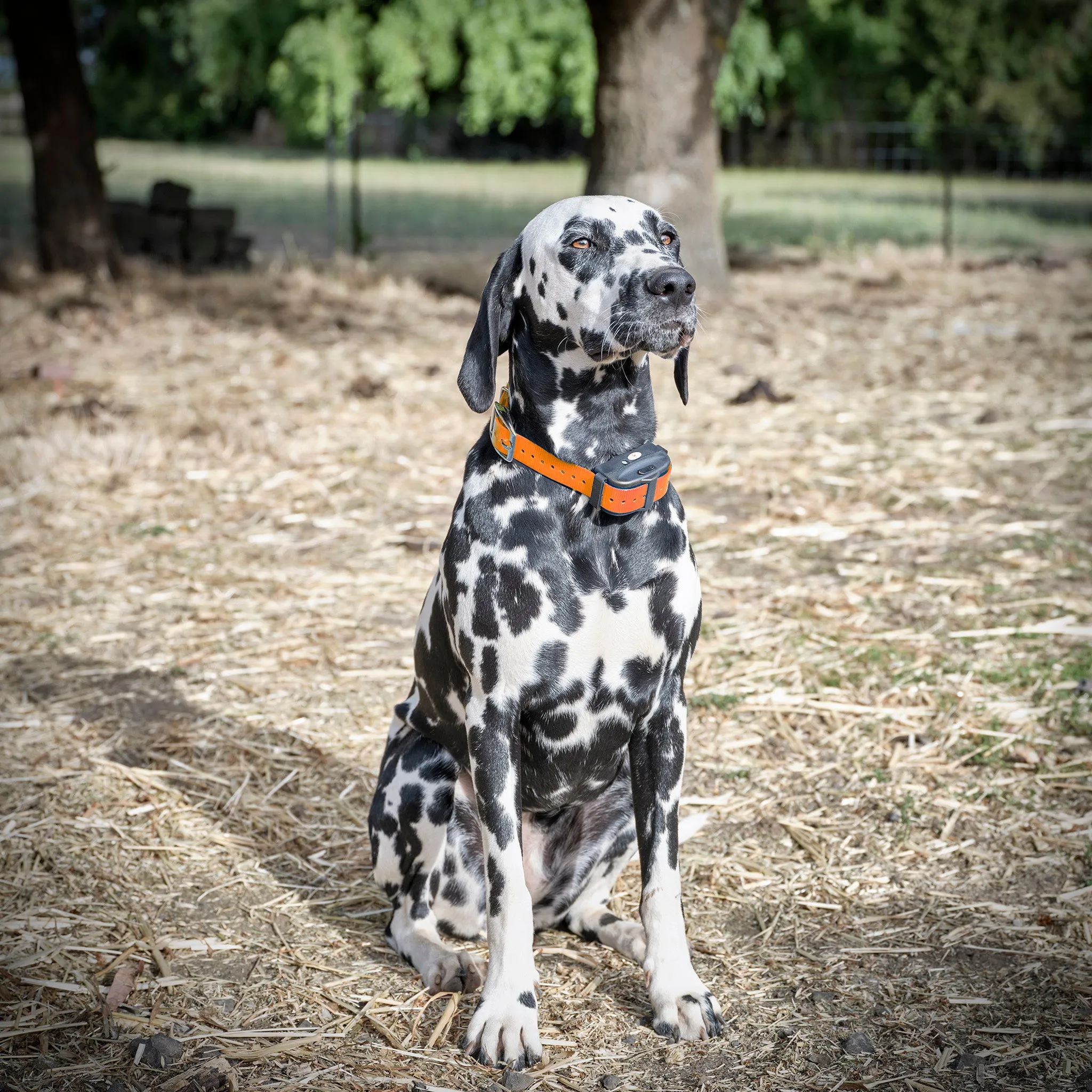 Deluxe Electric Dog Fence Waterproof, Rechargeable up to 3 Shock Collar Options - Heavy Duty Wire