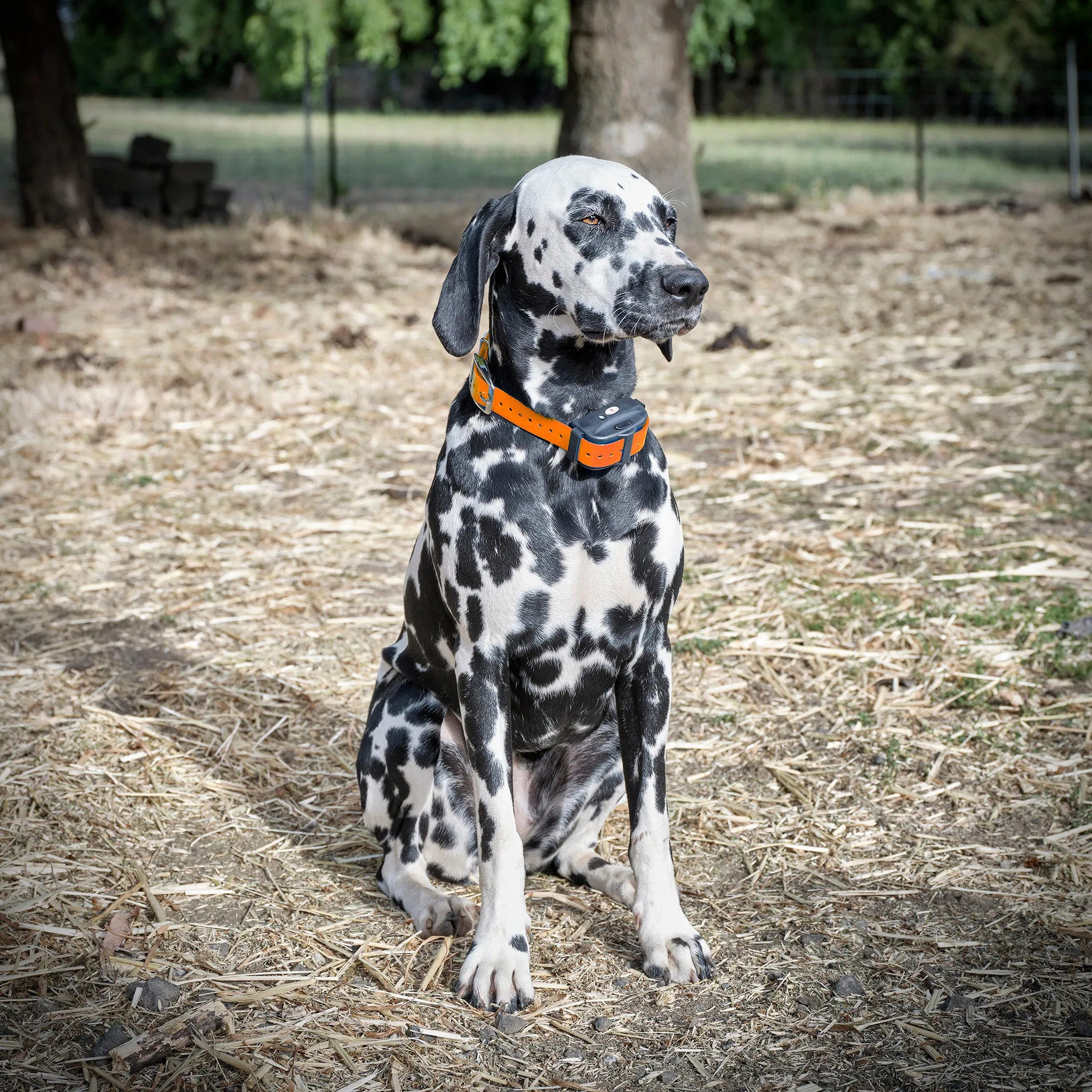 Deluxe Electric Dog Fence Waterproof, Rechargeable up to 3 Shock Collar Options - Heavy Duty Wire