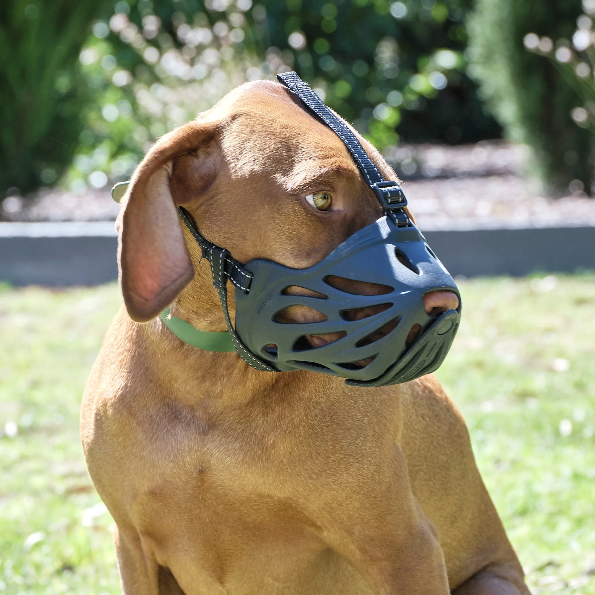 Dog Muzzle Breathable & Drink-Thru Design  for Medium, Large, XL, XXL Dogs