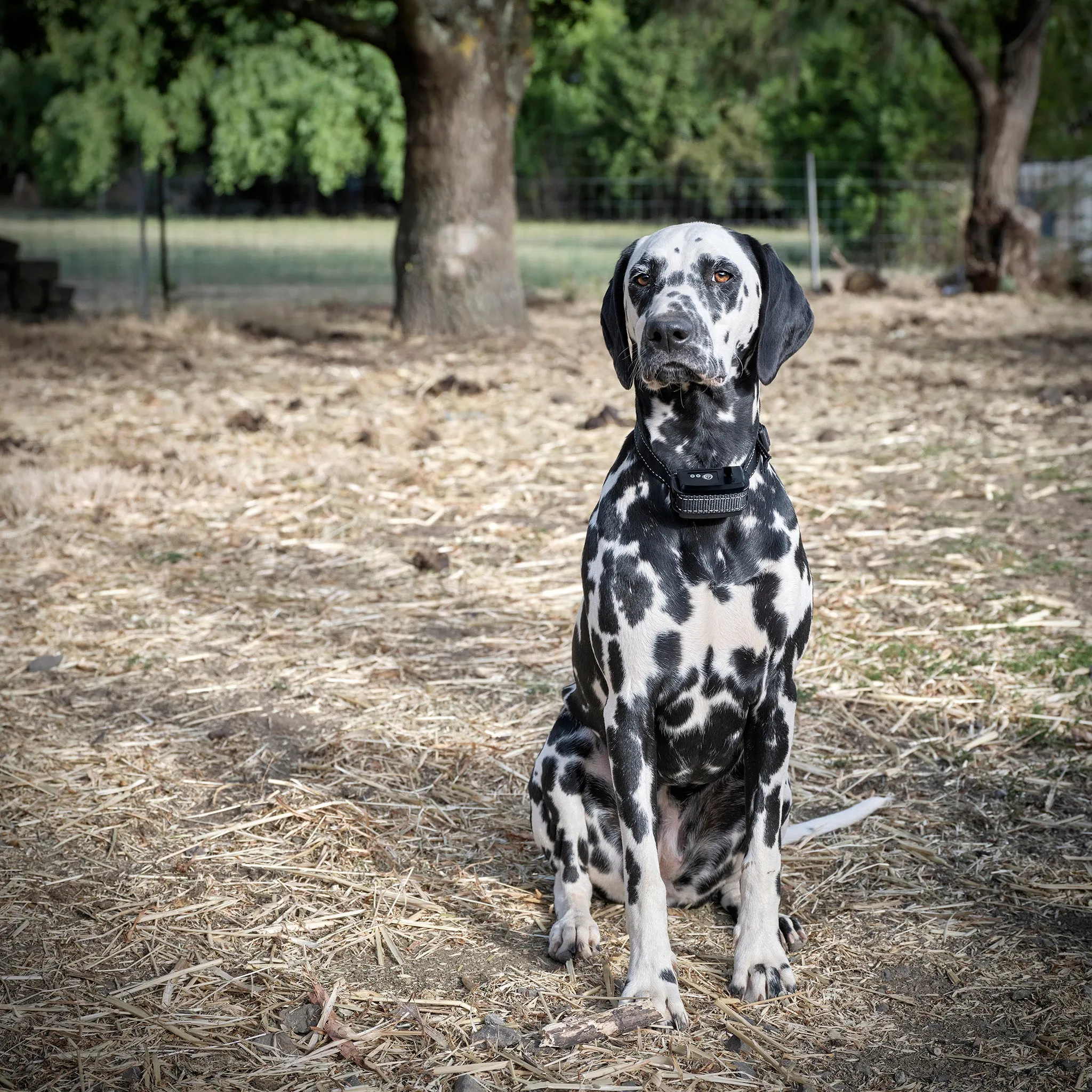 Electric Dog Fence Rechargeable up to 3 Shock Collar Options - Heavy Duty Wire