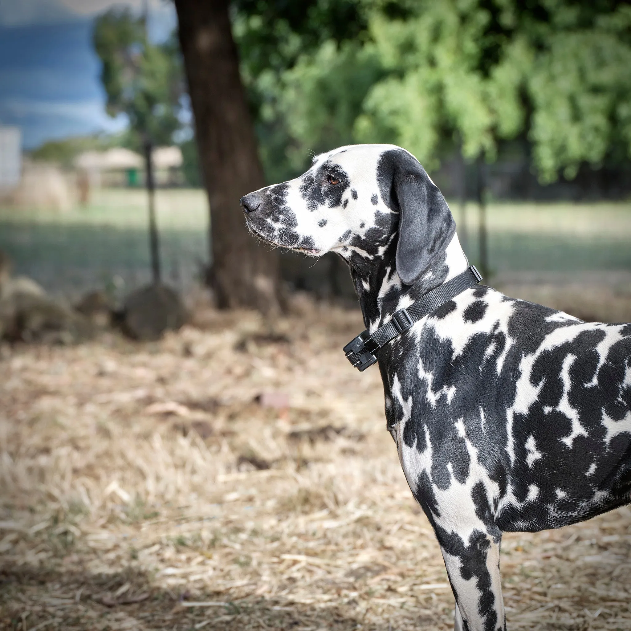 Electric Dog Fence Rechargeable up to 3 Shock Collar Options - Heavy Duty Wire