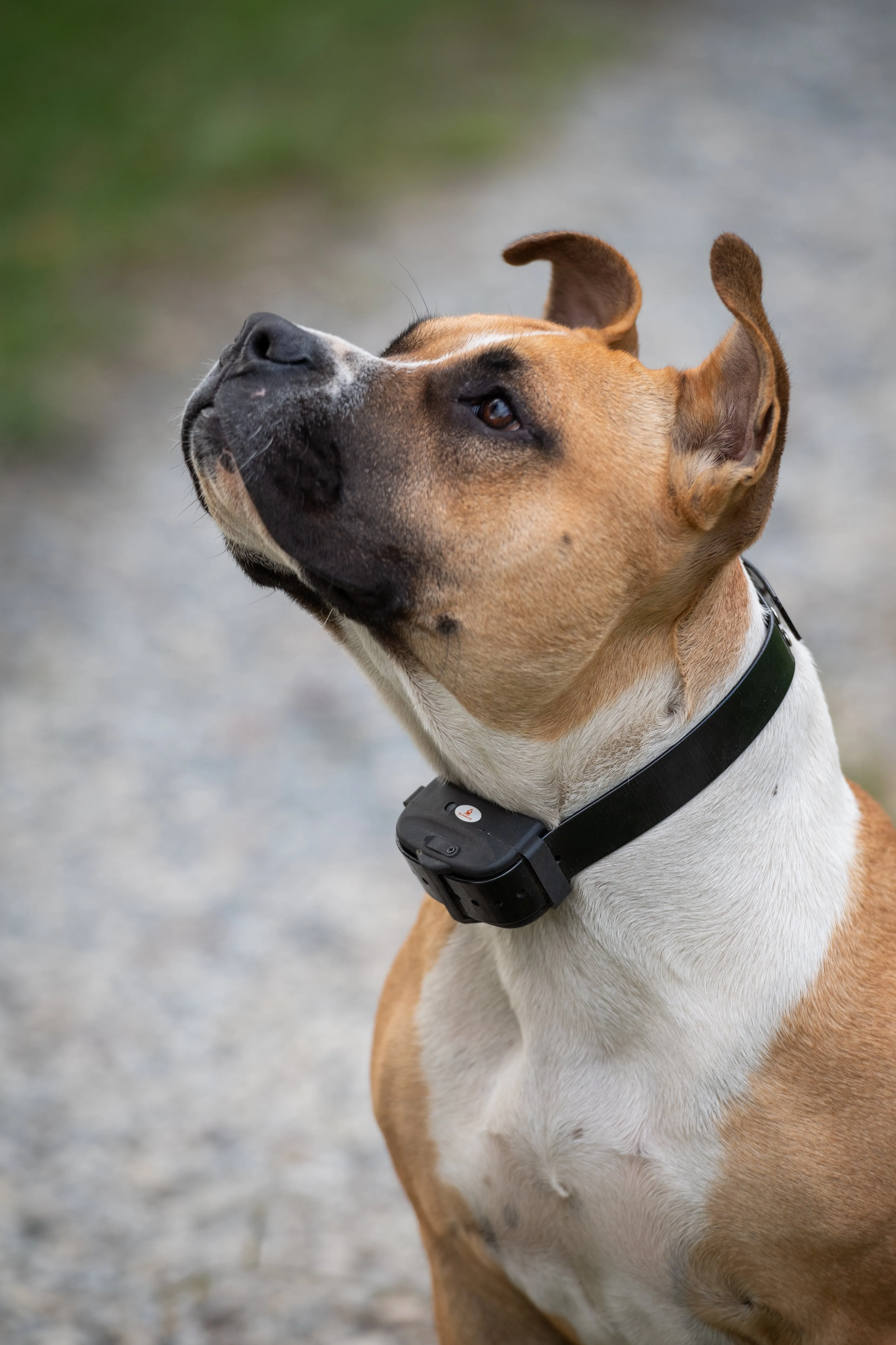 Extra Shock Collar for Deluxe Electric Dog Fence System