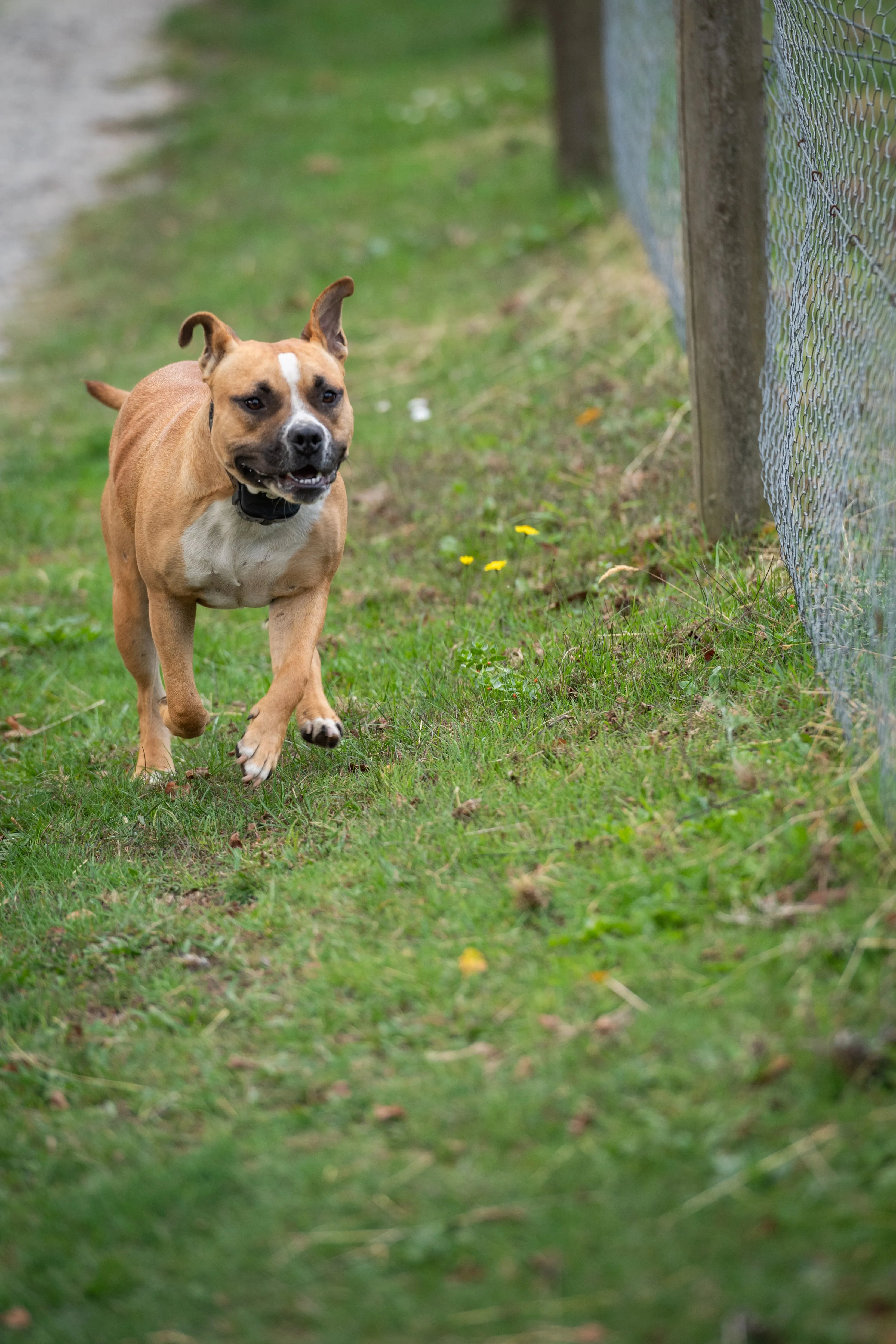 Extra Shock Collar for Deluxe Electric Dog Fence System