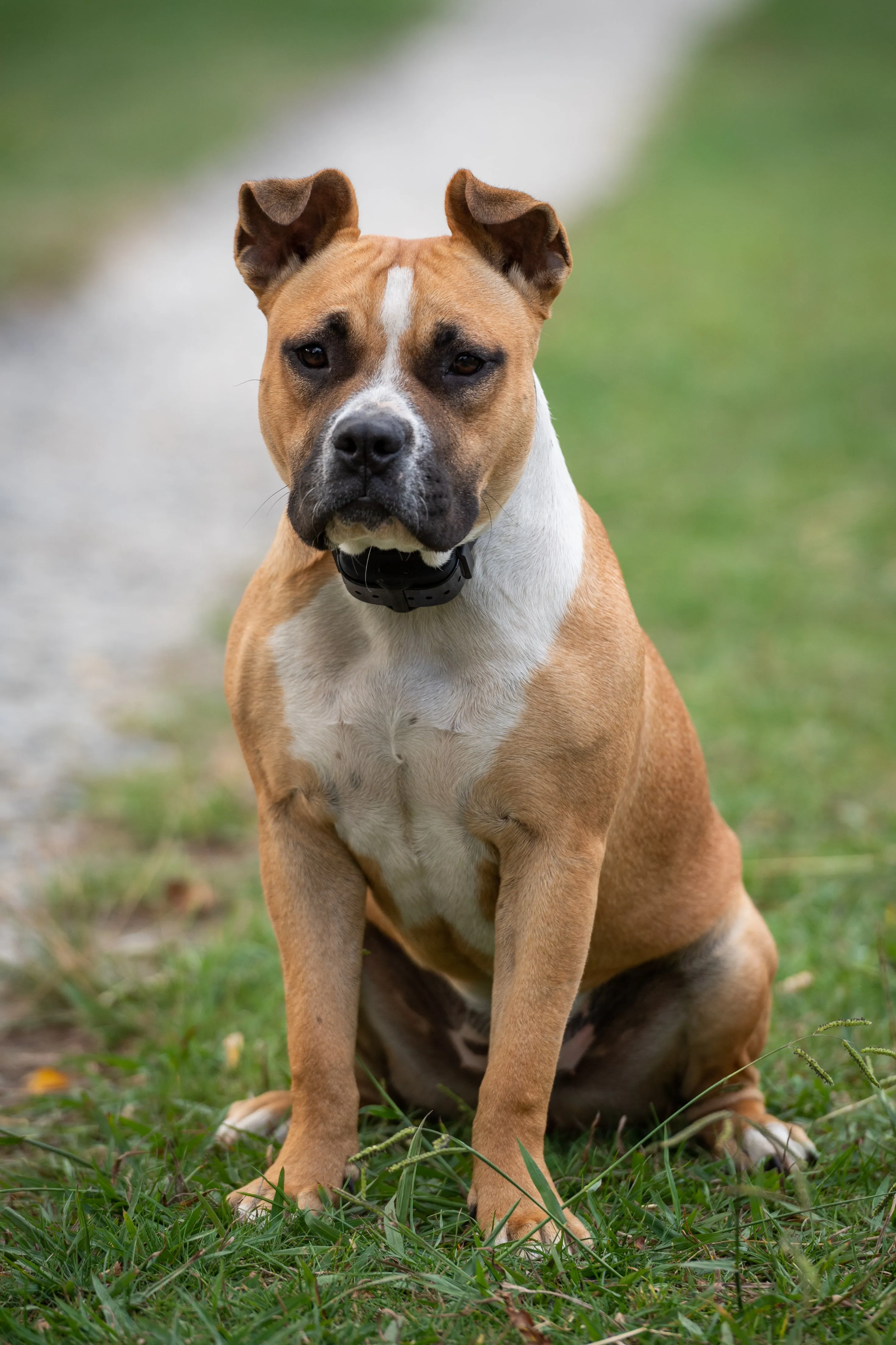 Extra Shock Collar for Deluxe Electric Dog Fence System