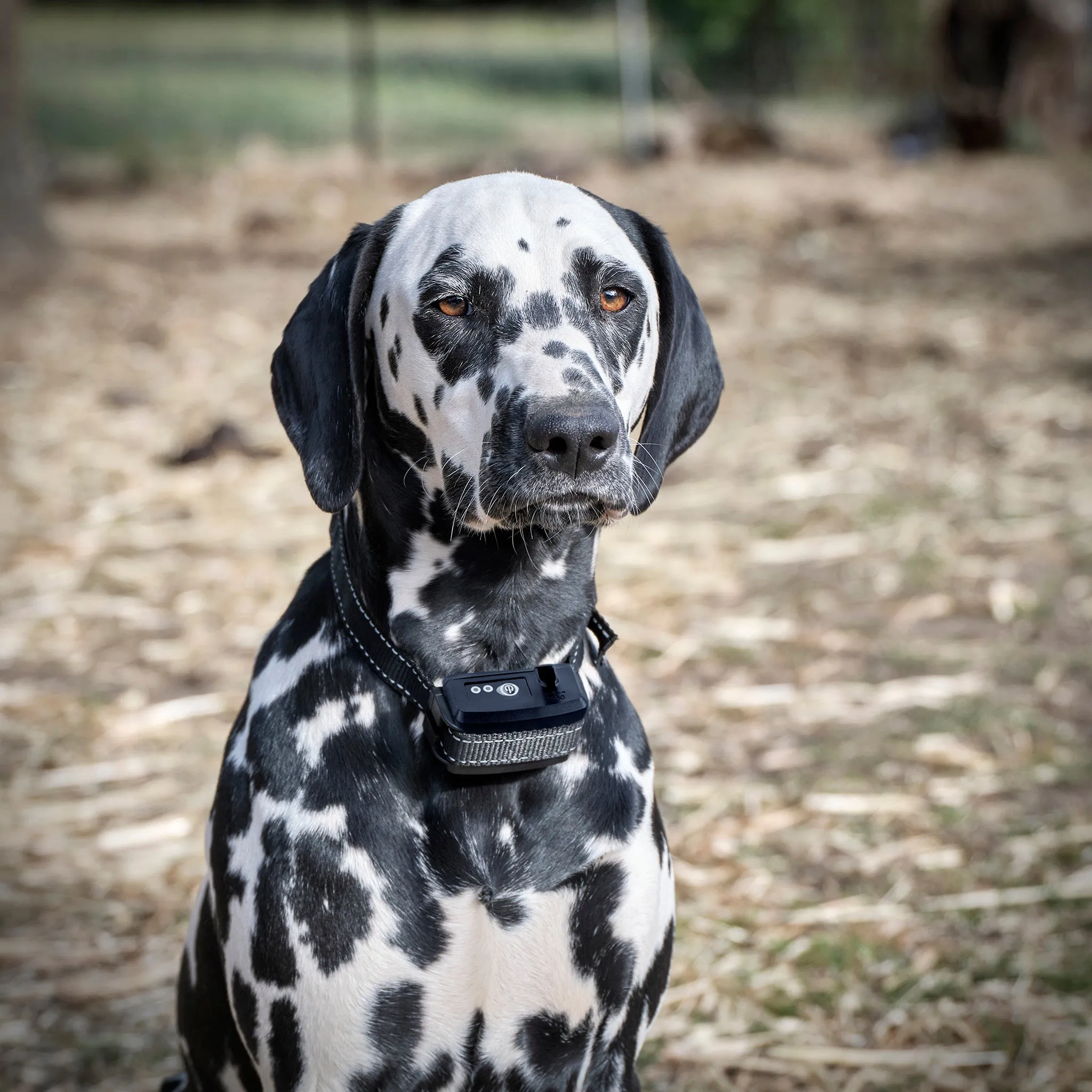 Extra Shock Collar for Standard Electric Dog Fence Kit