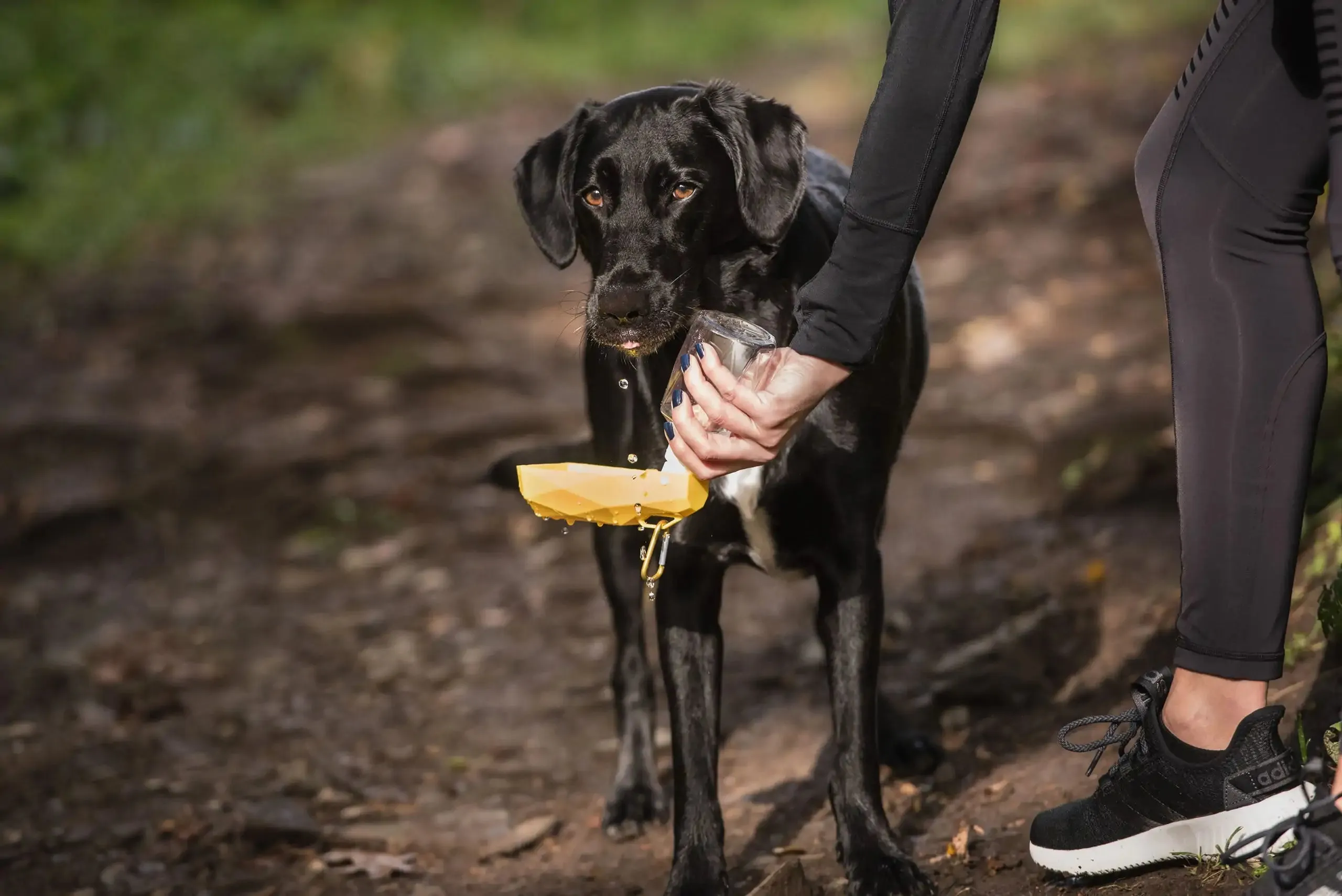 Foldable Pet Water Bottle For Travel And Camping. 250ml.