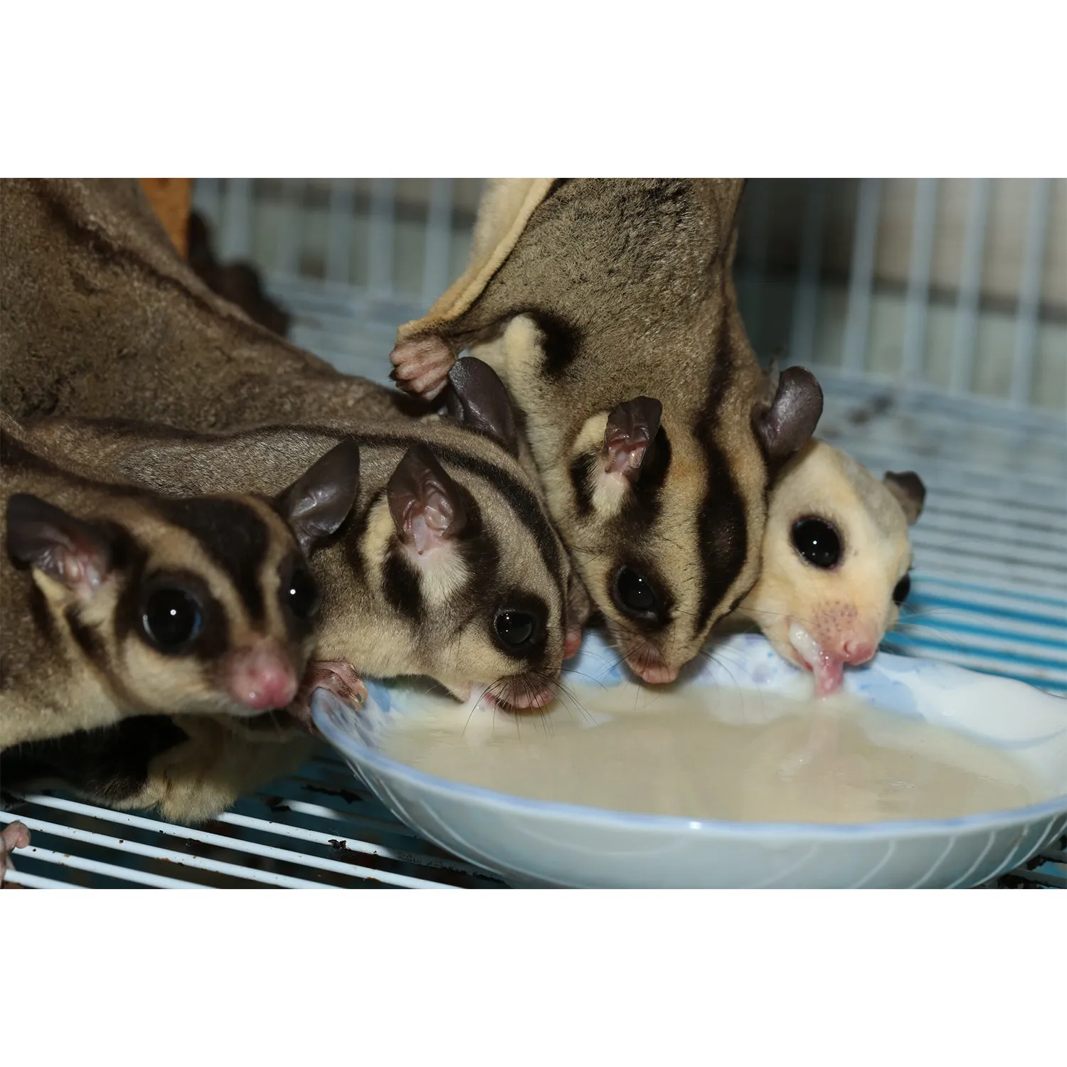 Instant-HPW Honey & Fruit Recipe Sugar Glider Food