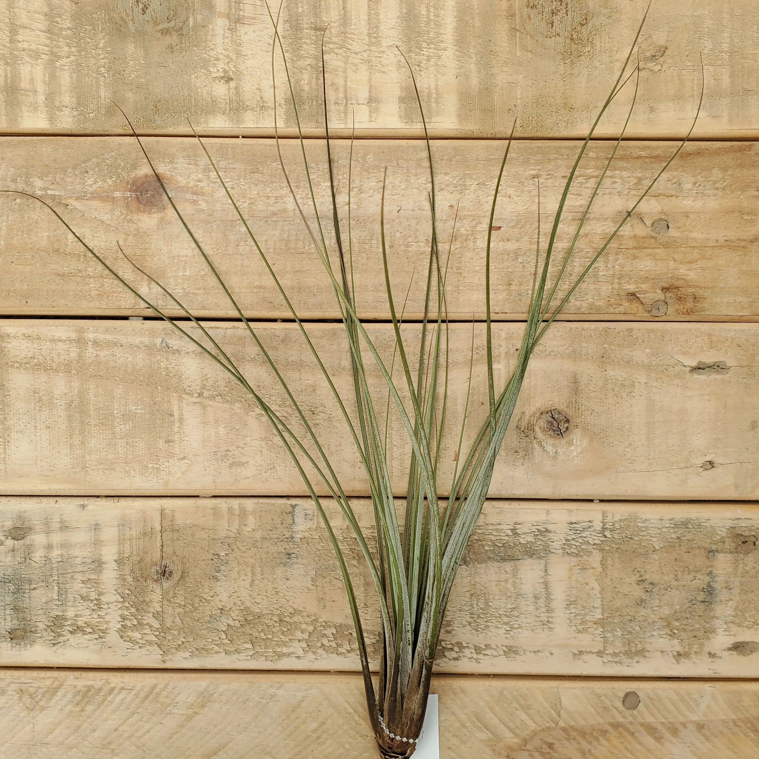 juncea  6-8"