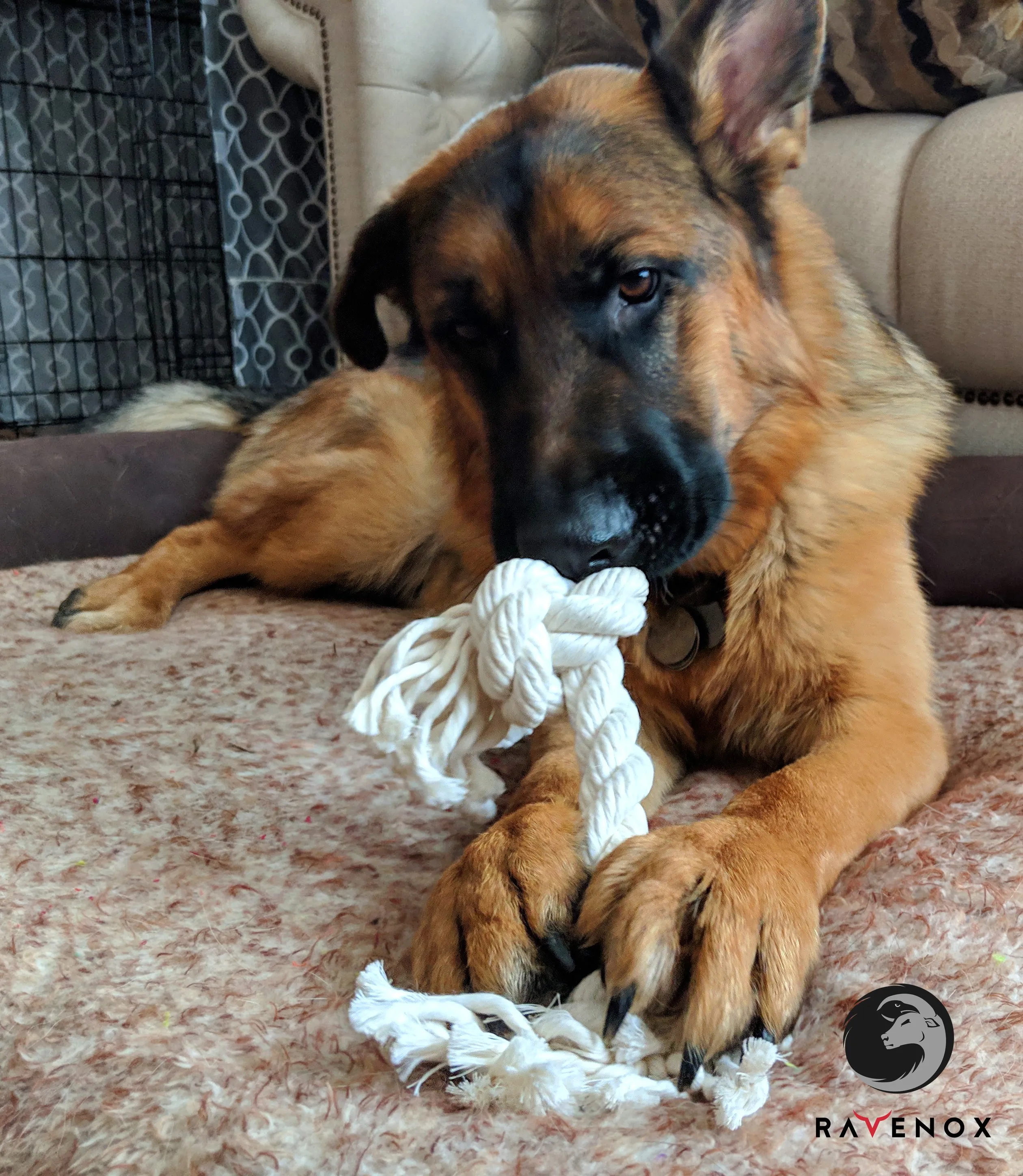 Knotted Cotton Rope Dog Chew Toys