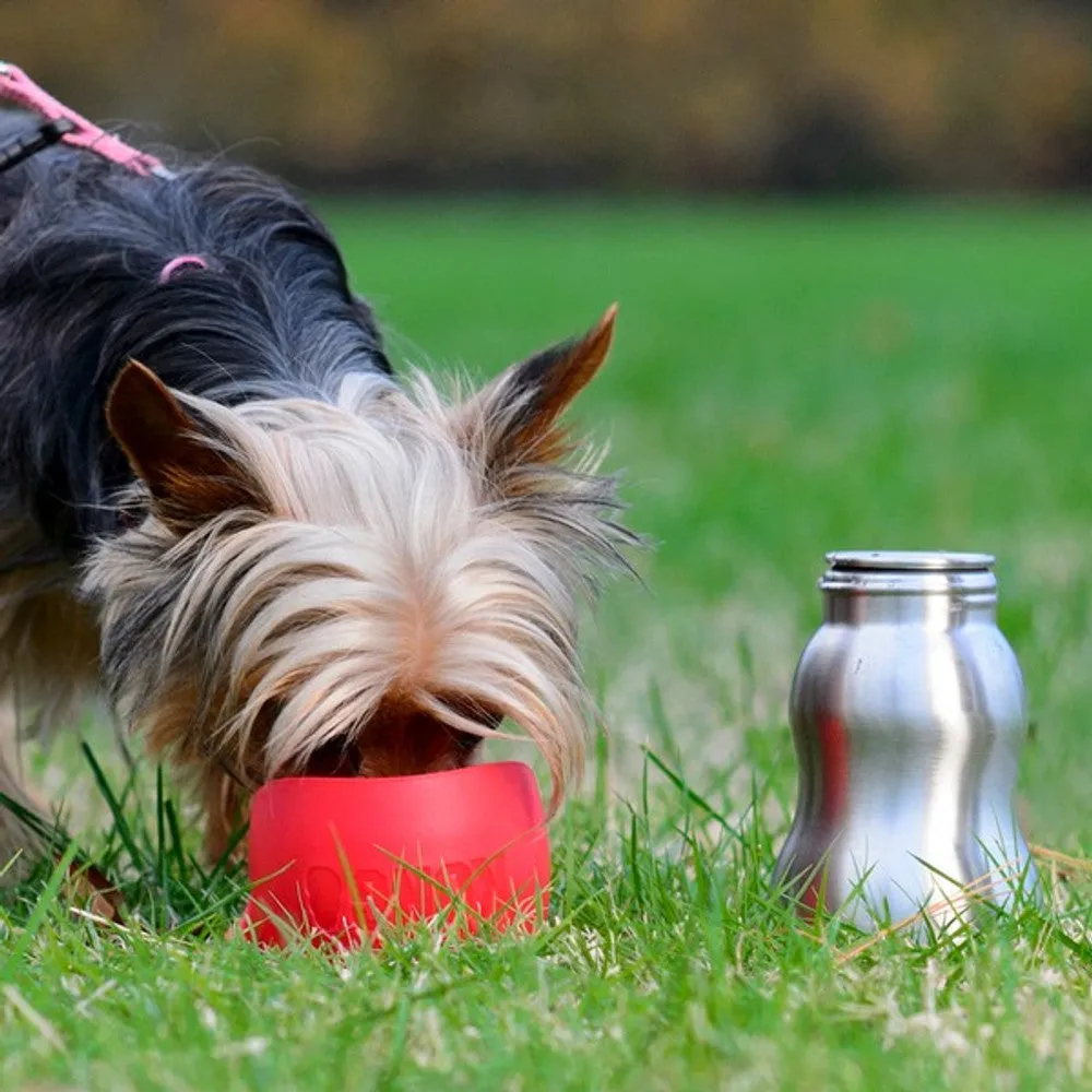 KONG H2O Stainless Steel Dog Water Bottle 280ml 4 Colours