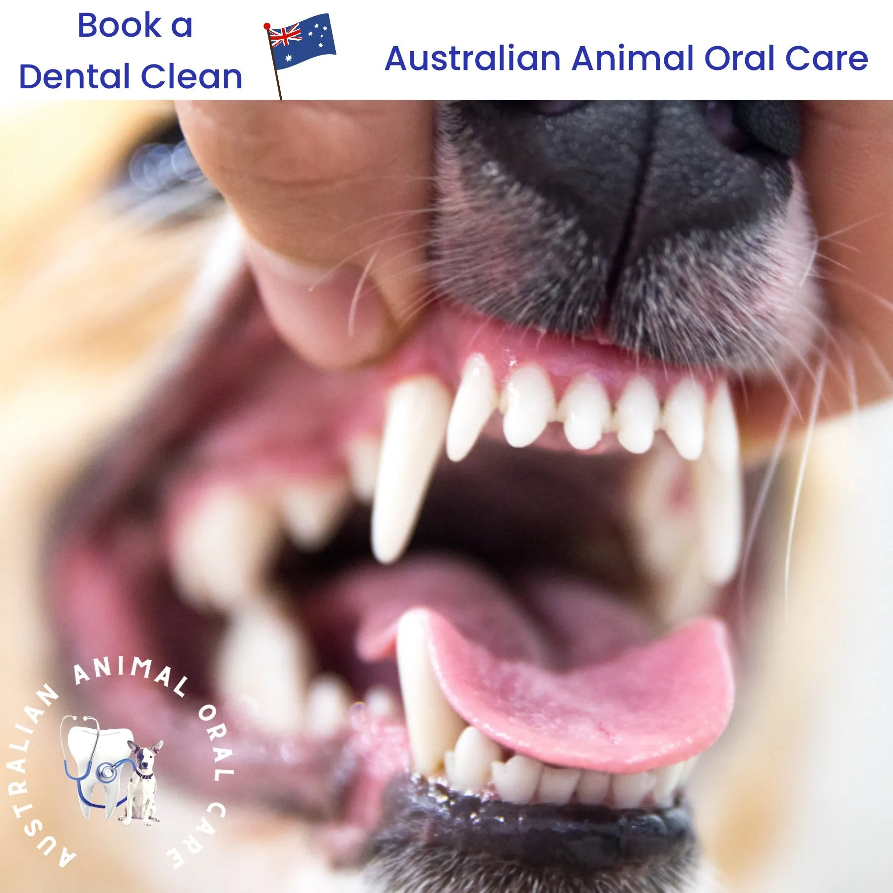 Pet Dental Kit