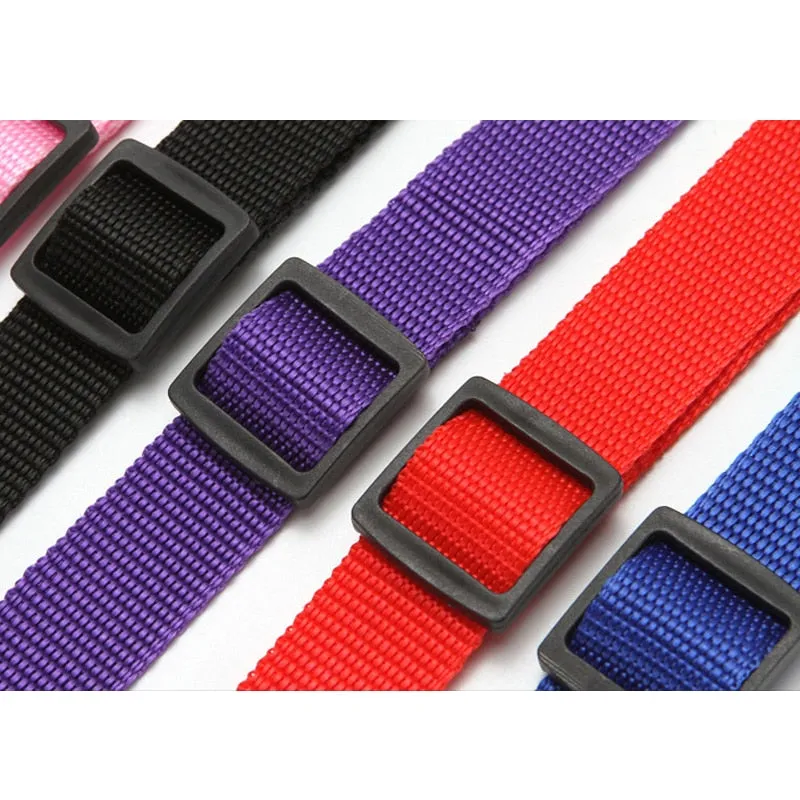 Two-in-one Pet Car Seatbelt and Leash